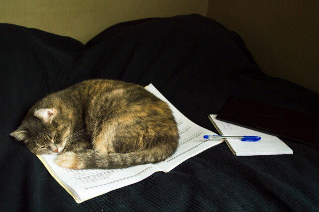 Коты и Кошки