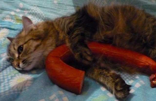 Коты и Кошки