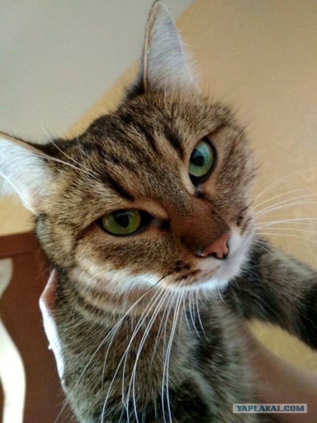 Котовторник 24.10.2017