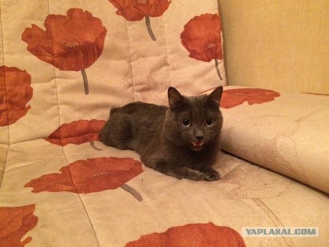 Котовторник  05.12.2017