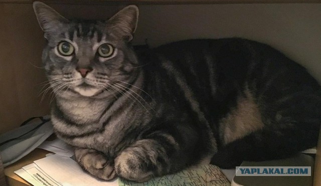 Котовторник 9.01.2018