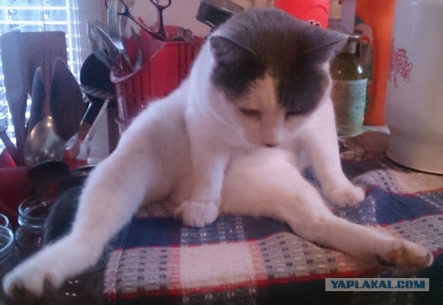 Котовторник 16.01.2018