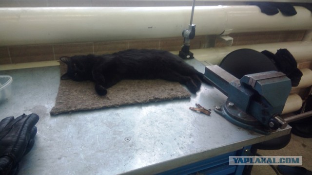 Кот без прикрас