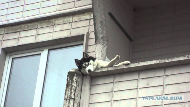 Предлагаем остекление и отделку балконов и лоджий в г. Москве и Московской области