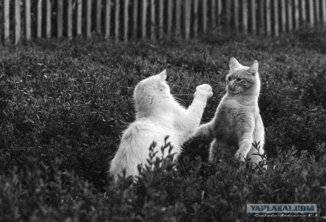 УРРААА ! Котовторник на ЯПлакалъ !