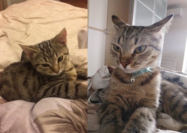 Прикольных котов пост
