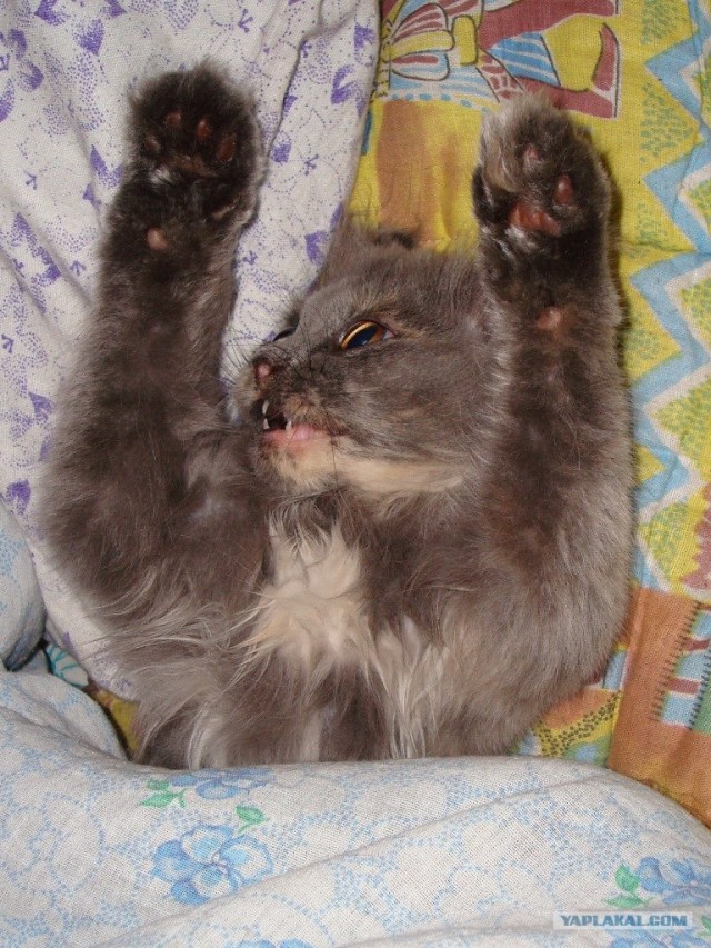 Котовторник на ЯПлакалъ: Кото и кто-то!
