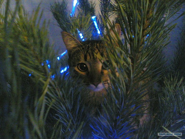 Новогодний КОТОВТОРНИК!