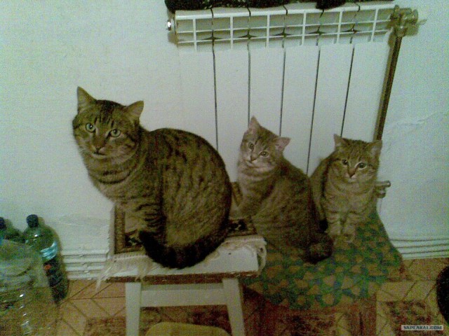 Котовторник (20.01)