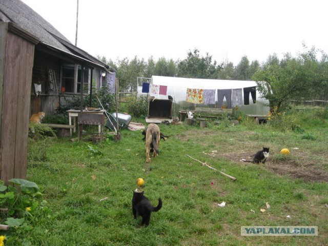 Жизнь домашнего приюта для котеек 234