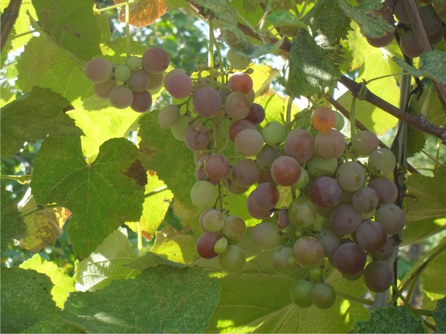 Я лучше куплю, говорят они