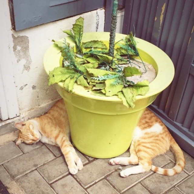 Прикольных котов пост