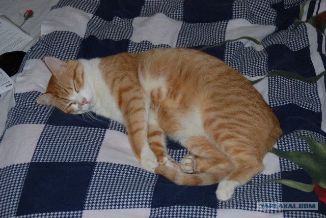 Котовторник!