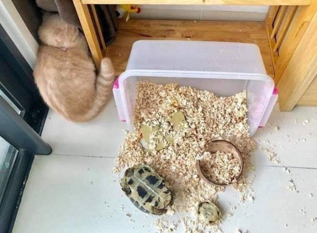 Прикольных котов пост