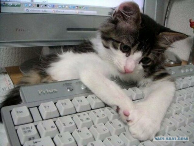 Котовторник объявляется открытым!