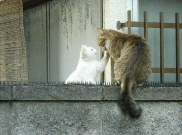 Котовторник!