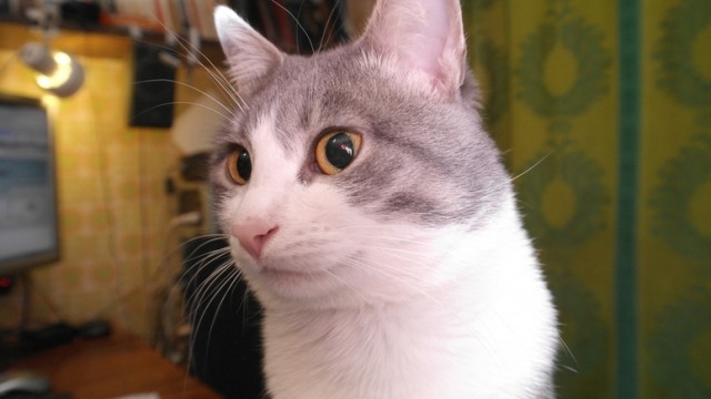 Первый КОТОВТОРНИК 2012