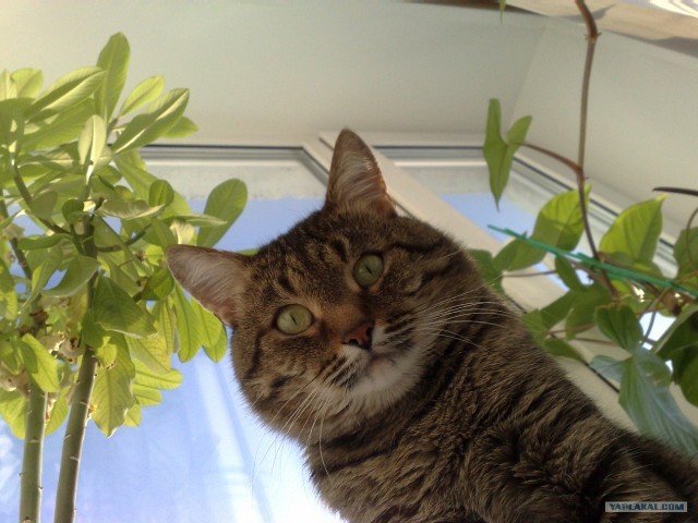 Котовторник (07.02.2012)