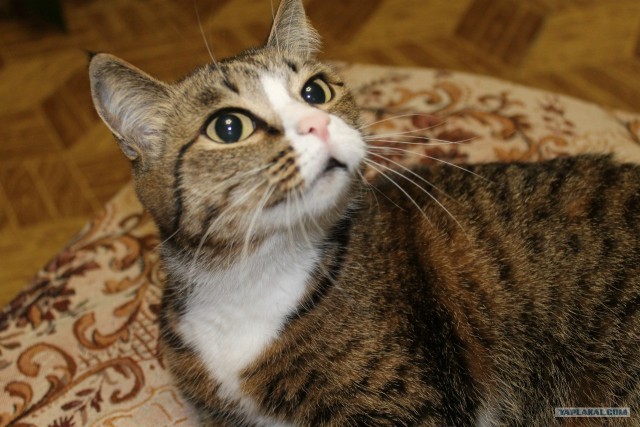 Котовторник 27.03.2012