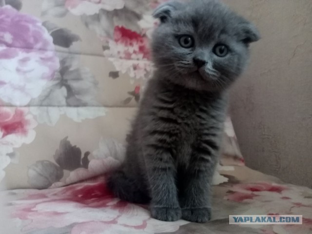 Котовторник 2019
