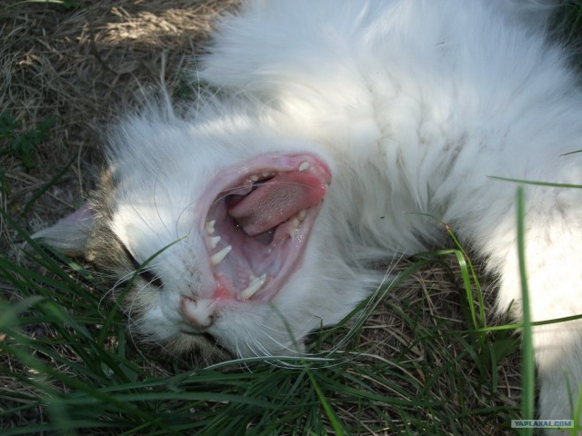 Котовторник 8 мая 2012
