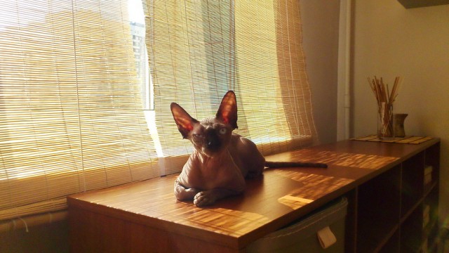 Котовторник 29.05.2012