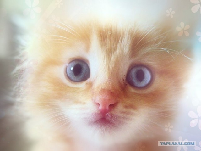 Котовторник 31.07.2012 г.