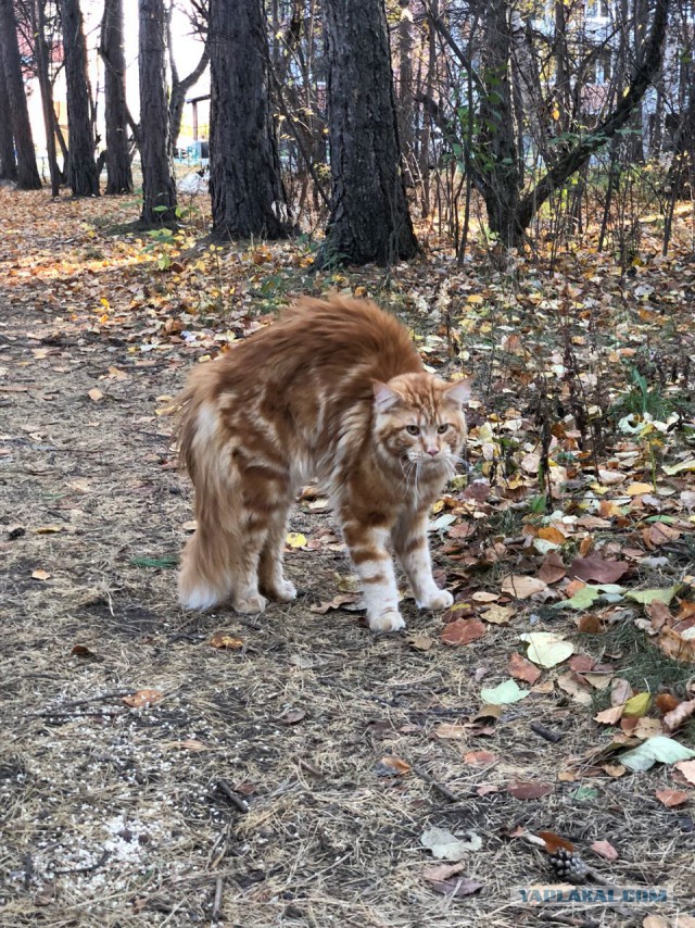 Котовторник 29.01.2019!