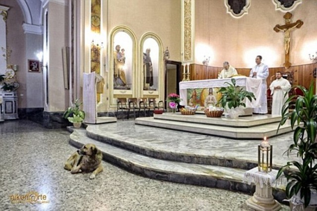 Убитая горем овчарка каждый день ходит в церковь