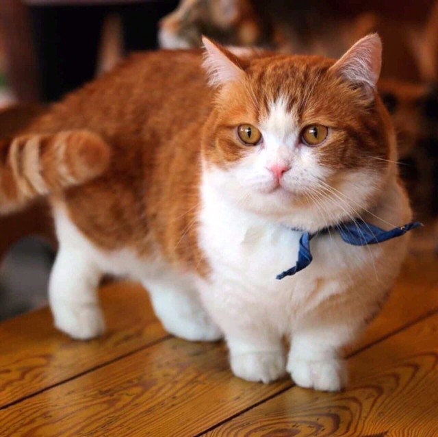 Котофеев пост