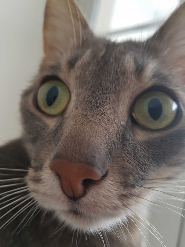 Котовторник