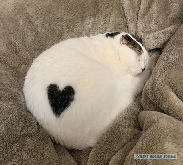 Котовторник?! Коты во вторник!