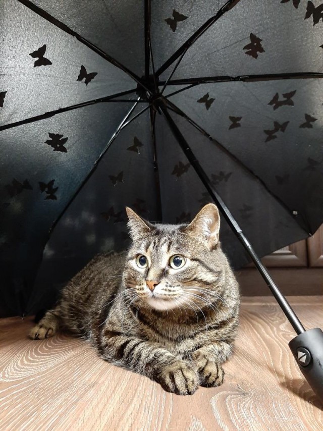 Котовторник?! Коты во вторник!