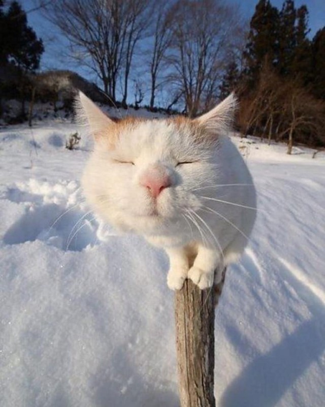 По просьбам в теме ниже. Реальный котовторник!
