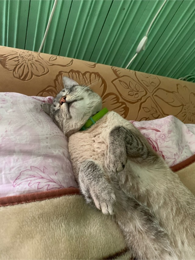 Котовторник 13.10.2020