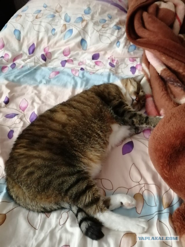 Моя красотка