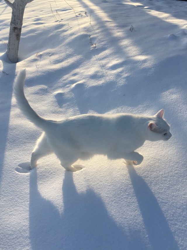 Коты они такие