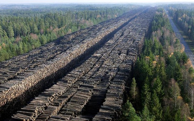 Россия вводит запрет на экспорт необработанной древесины
