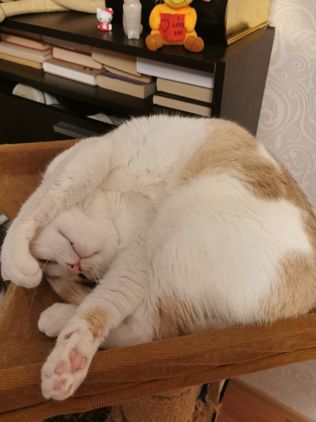 Картинки с котами и про котов