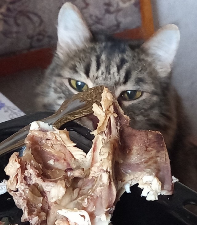 Котовторник же очередной