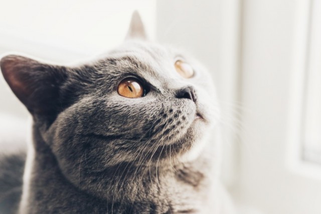 Разные котики