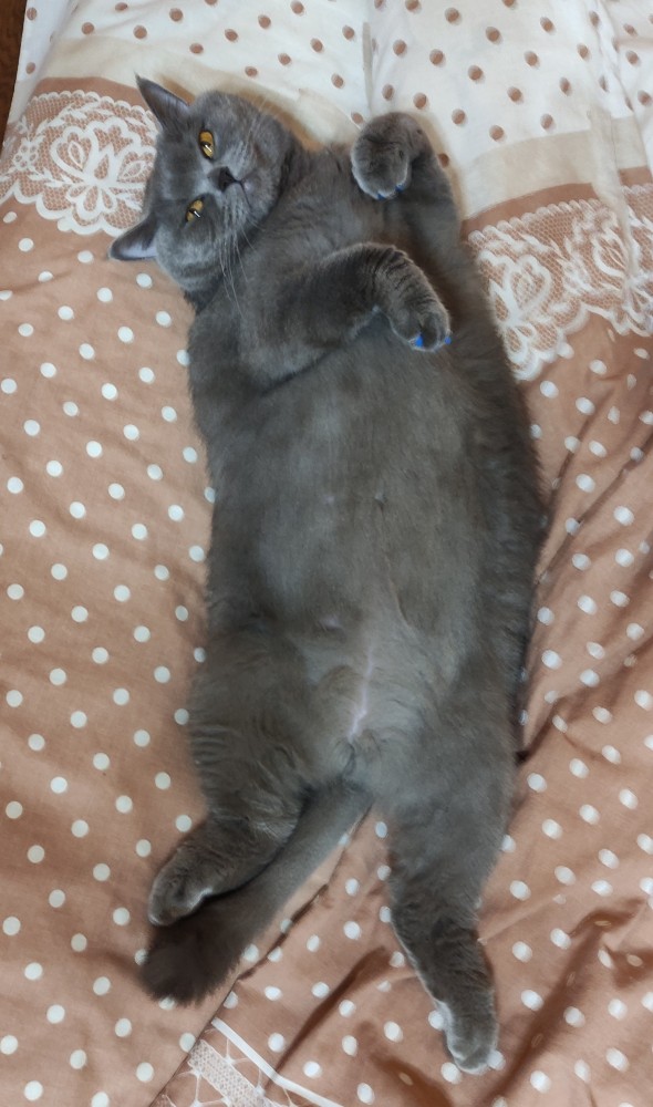Котовторник 14.09.2021