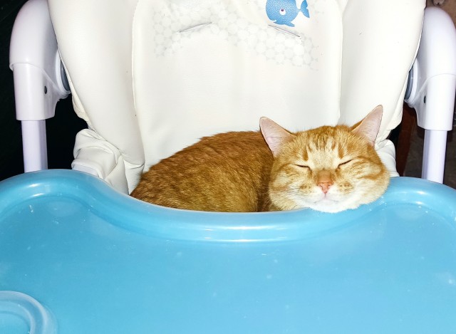 Котовторник 28.09.21