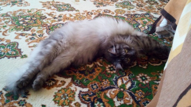 Котовторнику быть