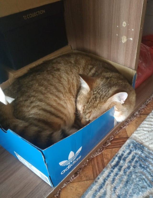 Котовторник 25.01.22