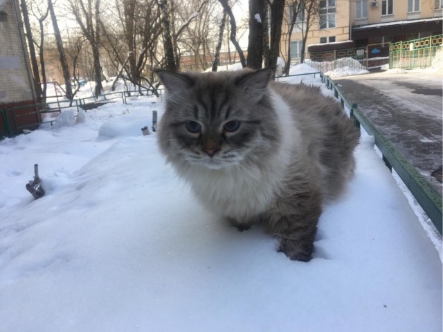 Прекращаем ругань - наступил котовторник