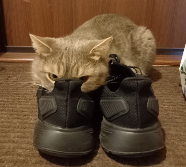 О котах