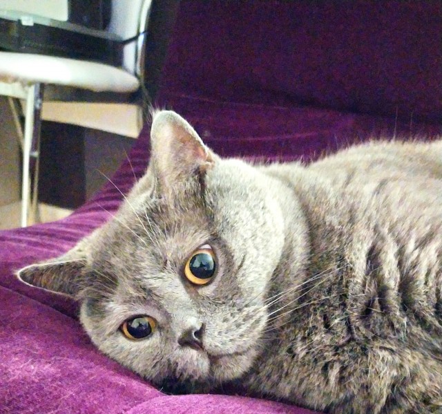 С праздником и котофторником!