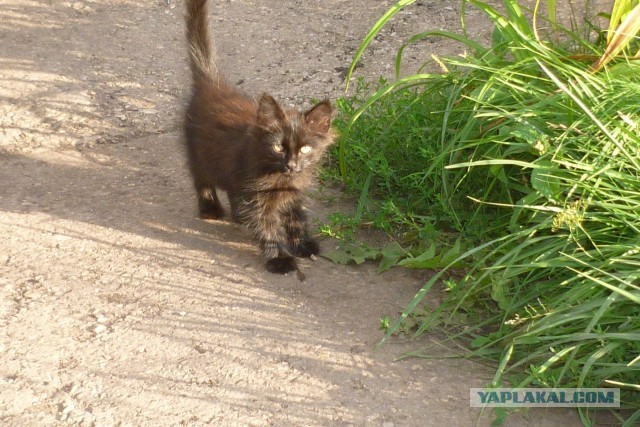 Тьмаленкость