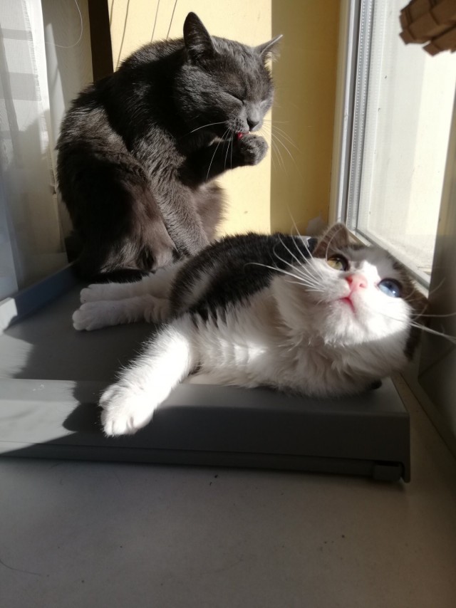 А вот и котовторник 24.05.2022